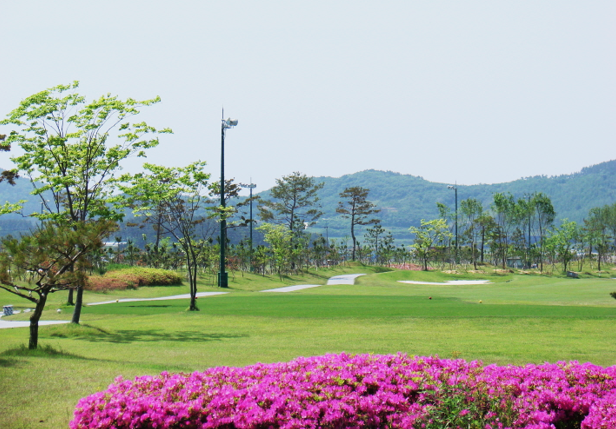 고창CC (빠른확정) 