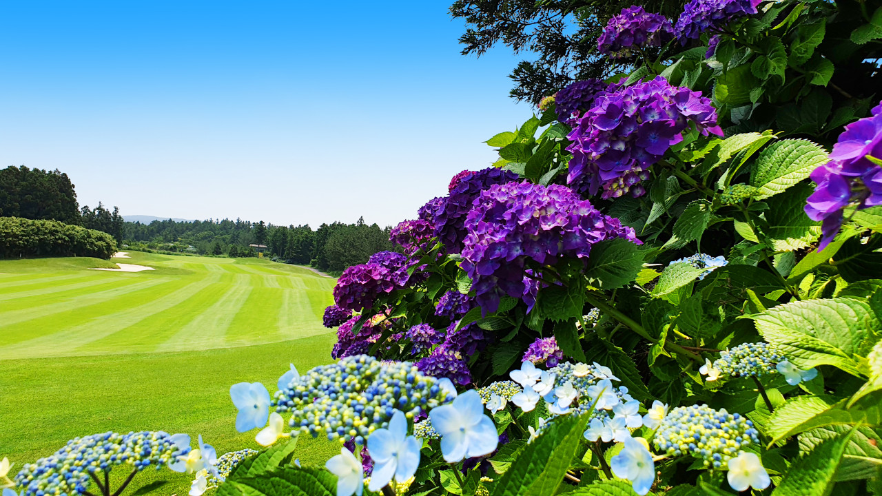 블랙스톤+사이프러스